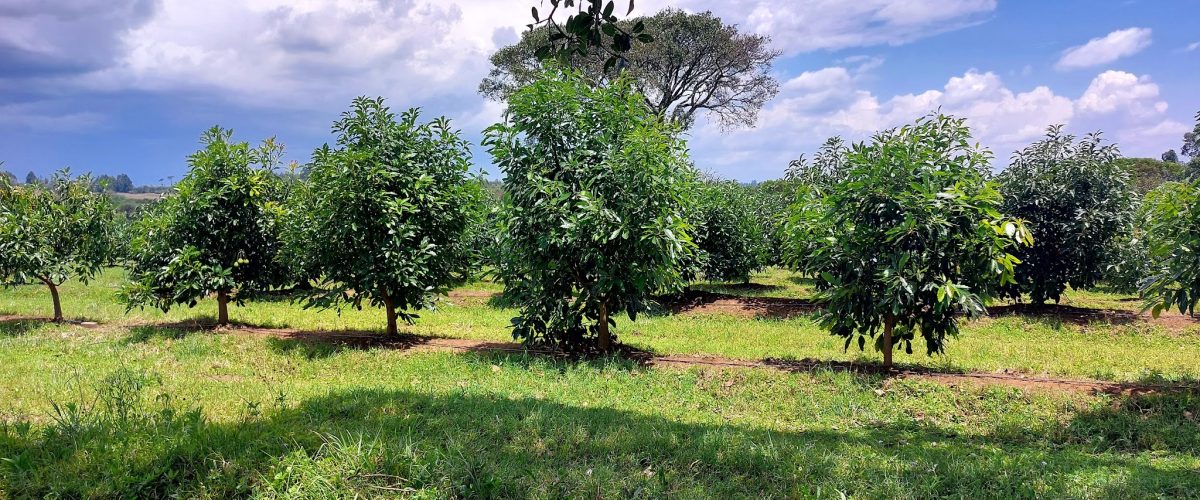 Avo Field